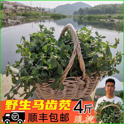顺丰包邮4斤马齿苋新鲜野生 食用新鲜马蜂菜 山东 带根山野长寿菜
