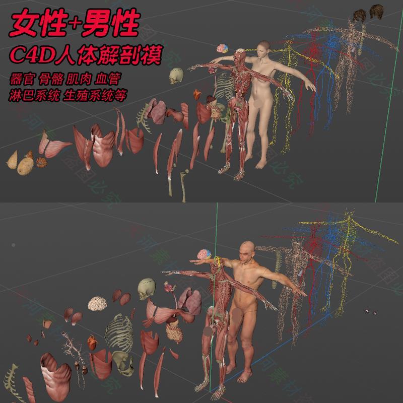 男女3D人体模型医学人体解剖内脏皮肤MAX/C4D/FBX大脑五官生殖器