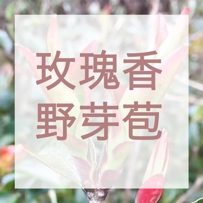 【粉红佳人】红库野玫瑰香芽孢 古树普洱生茶 2025年佩选出品