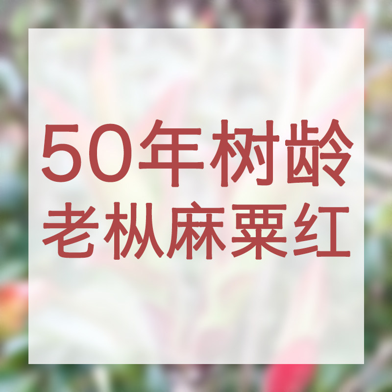 【50年树龄老枞】 桐木麻粟红茶 枞味十足 佩选茶文化出品