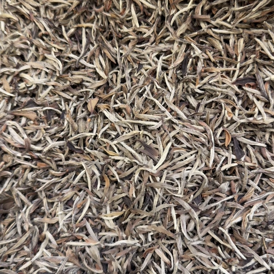 大高货放漏 银针等级 荒野特级牡丹王 2000年佩选福鼎白茶