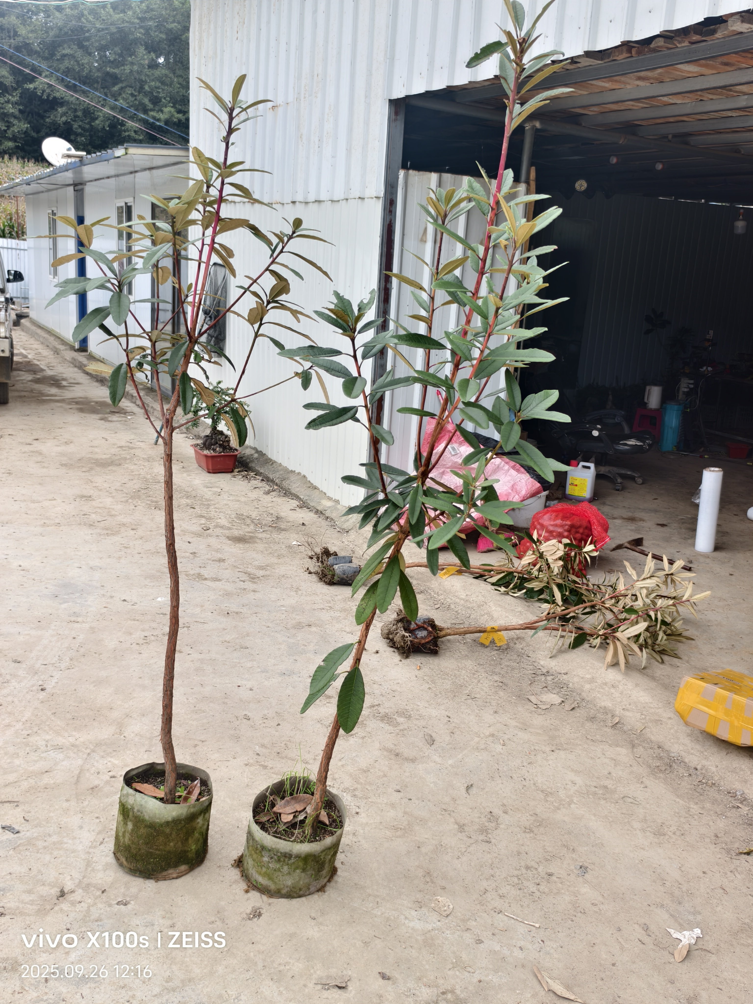 云南高山杜鹃马缨花基地直发大红花杜鹃花花卉绿植图片