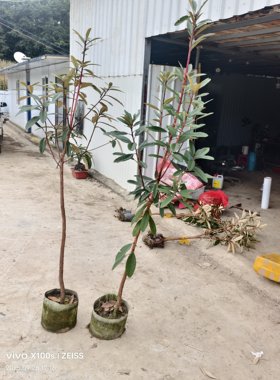 云南高山杜鹃马缨花基地直发大红花杜鹃花花卉绿植
