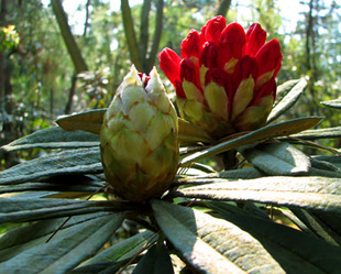 云南高山杜鹃马缨花大红花马缨杜鹃 盆景盆栽庭院木本花卉国旗红
