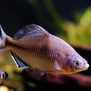 广东白边鳑鲏精品发色大鳍原生溪流冷水耐活好养不加温观赏鱼