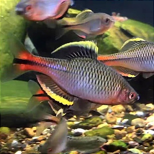 精品发色公鱼汕尾齐氏鱊原生溪流观赏鱼冷水鱼活体好养耐活鳑鲏鱼