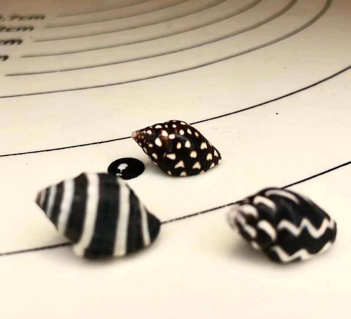 斑马螺壳 条纹螺 黑麦螺 黑白螺 diy装饰螺壳 天然海螺