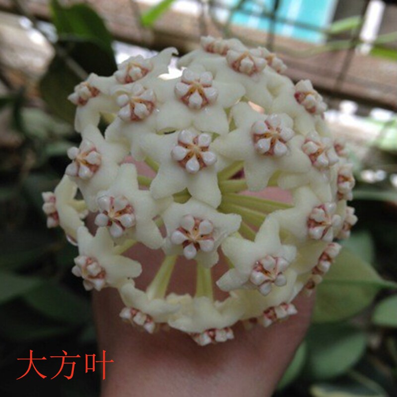 大方叶球兰室内阳台客厅窗台耐阴盆栽花卉耐寒耐热粗壮好养易管理