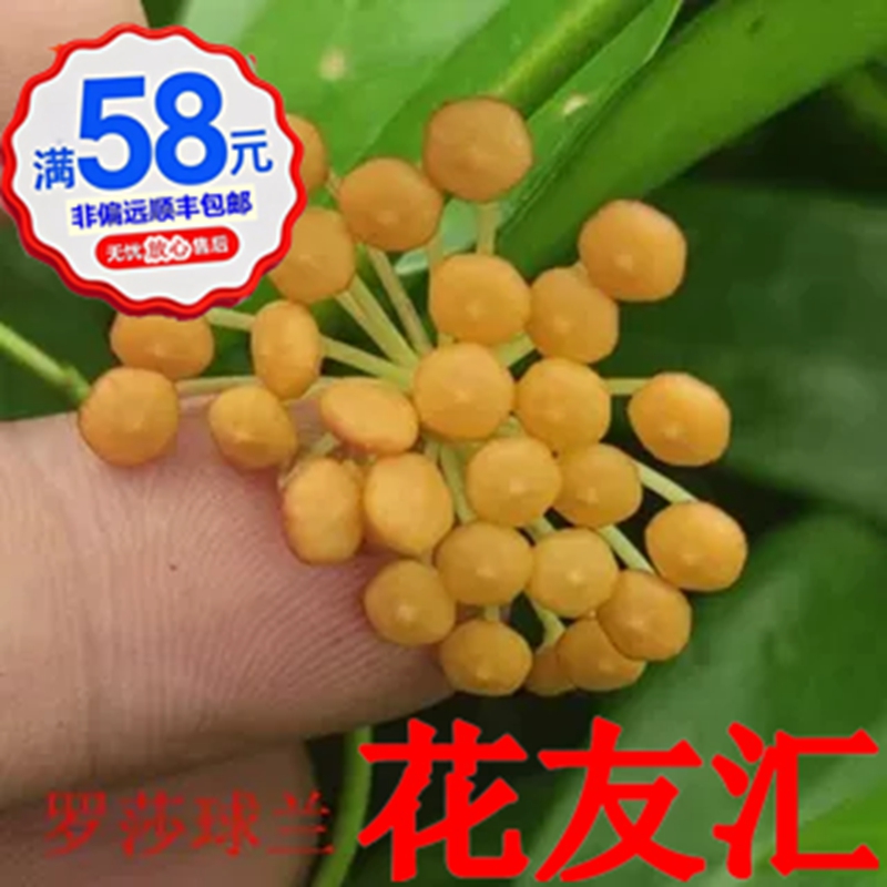 枝条盆栽花卉球兰花友汇