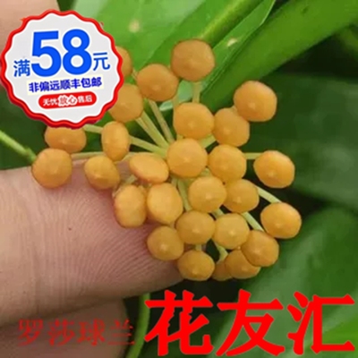 枝条盆栽花卉球兰花友汇