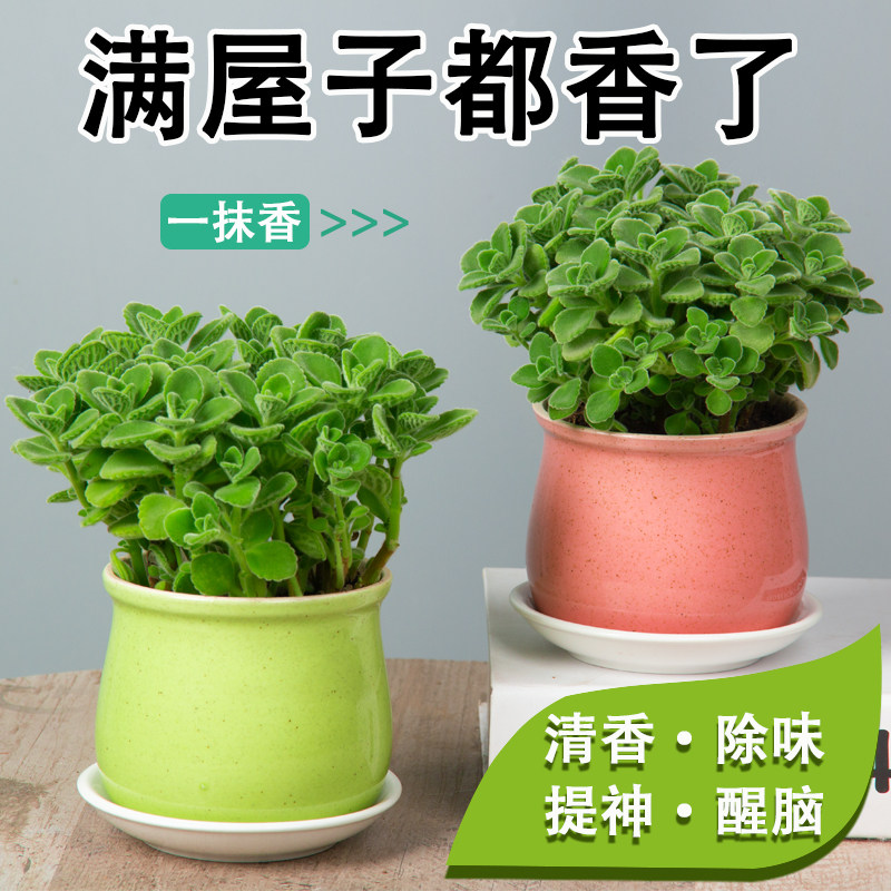 碰碰香桌面盆栽净化空气清香驱蚊植物室内迷你花卉办公室趣味绿植
