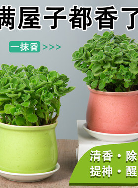 碰碰香驱蚊清香迷你花卉净化空气