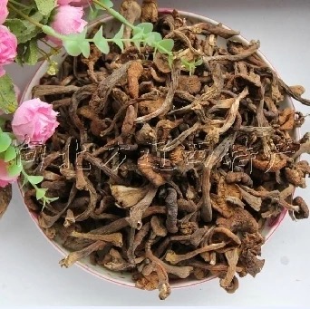 东北特产野生榛蘑菇干货直销山珍