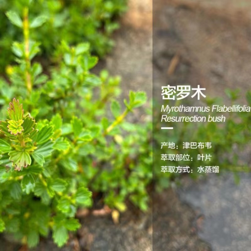 稀有稀有 密罗木精油南非凤凰草精油复活草精油蒸馏运费联系客服