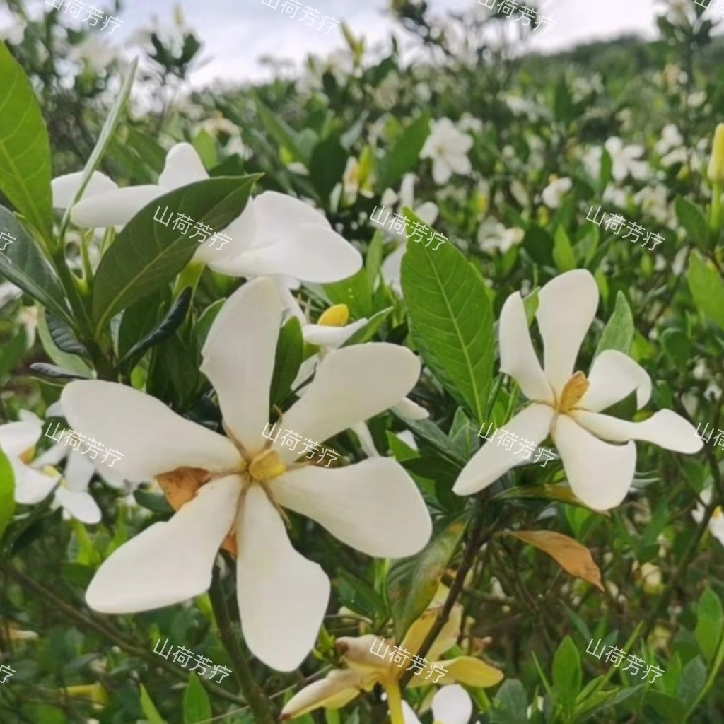 6月特价团购 夏日三白纯露1L 茉莉 白兰花 栀子花 混合一起蒸馏