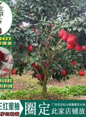 广西容县泰国三红蜜柚暹罗红柚苗