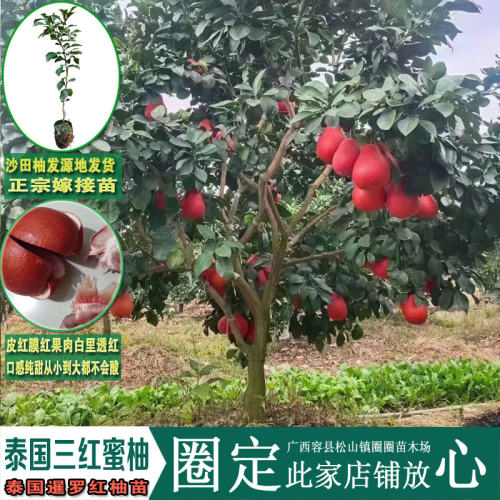 广西容县泰国三红蜜柚暹罗红柚苗