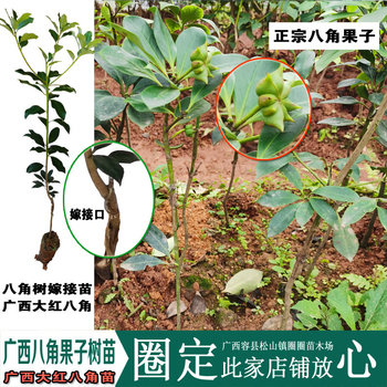 大三年杯苗四年其它常绿一年料八角茴香树苗苗广西八角嫁接包邮