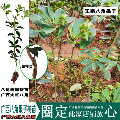 八角树苗嫁接苗及种子苗及带花苗