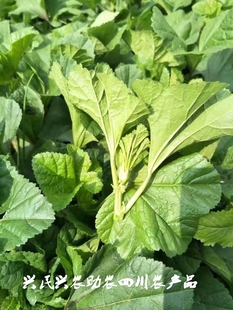 四川本地农家自种新鲜冬天寒菜东汉菜耙耙菜冬咸菜1斤3斤5斤包邮