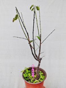 【湖西梅园】31梅接荷花玉蝶彩色玉蝶梅花五年老桩熟桩一物一拍