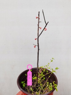 【湖西梅园】30原生荷花玉蝶梅花扦插两年小苗熟桩一物一拍