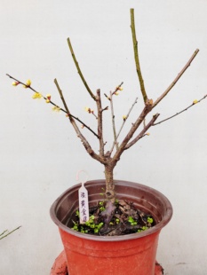 【湖西梅园】18梅接淡黄金梅花五年老桩熟桩精品黄香盆栽一物一拍