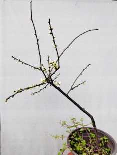 【湖西梅园】11原生双碧垂枝梅花扦插三年苗盆栽熟桩一物一拍