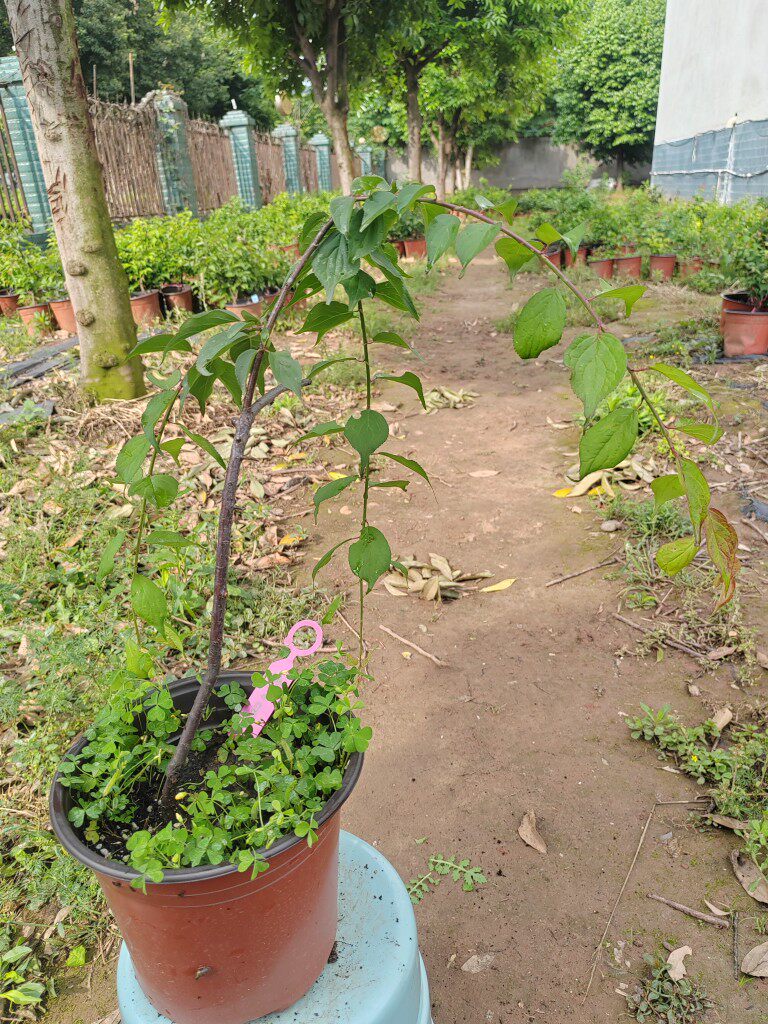 【湖西梅园】36原生绯之司垂枝梅花扦插三年苗精品一物一拍