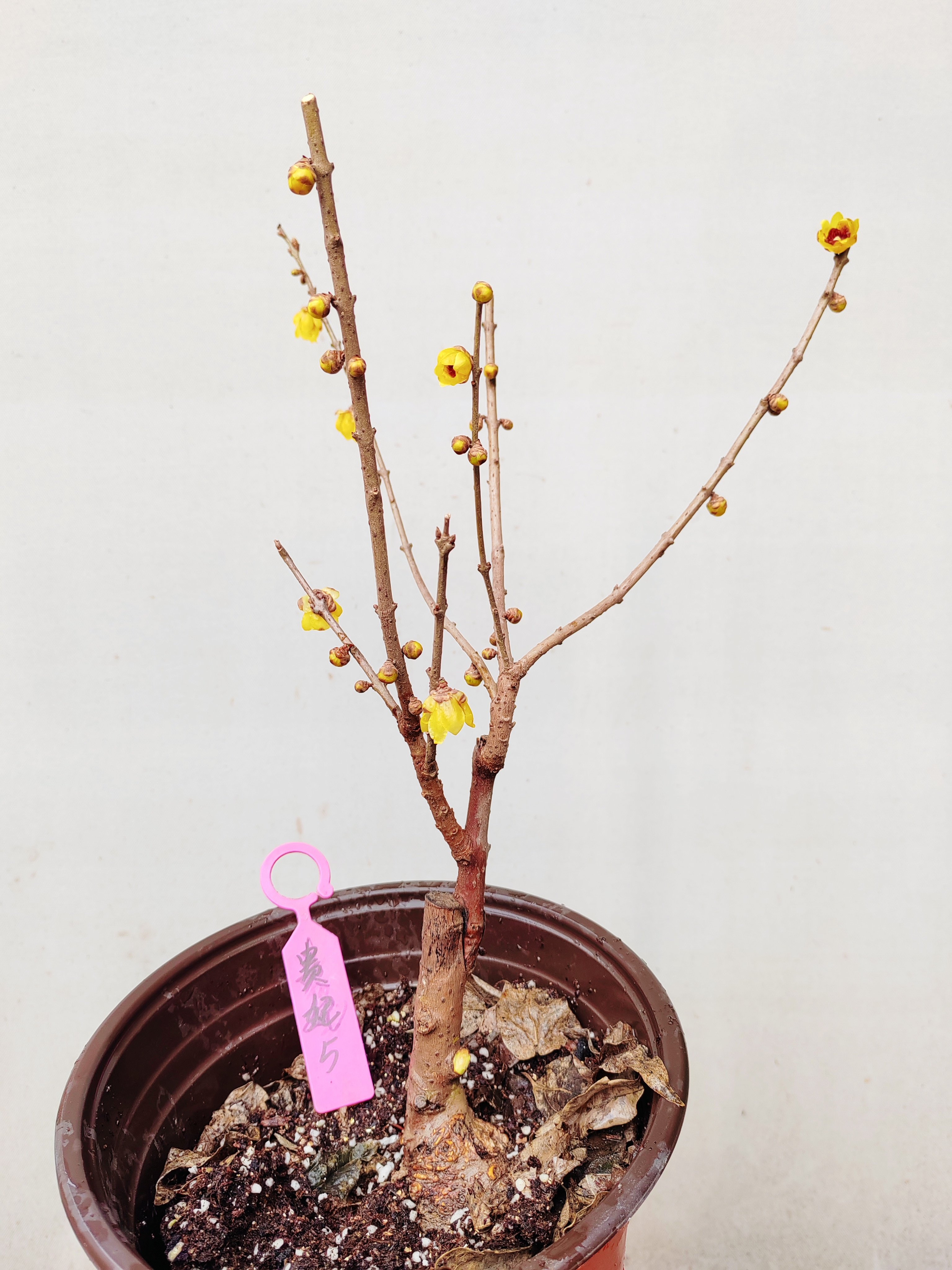 【湖西梅园】5嫁接贵妃檀香腊梅三年苗生桩带梅龟一物一拍,鲜花速递/花卉仿真/绿植园艺,时令草本花卉,淘宝优惠券,粉丝福利购,淘宝优惠卷