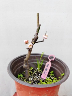 【湖西梅园】31原生素白台阁梅扦插四年老桩熟桩精品一物一拍