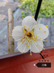 【湖西梅园】原生单瓣江梅扦插四年老桩生桩地栽现挖 拍一发二