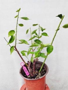 【湖西梅园】19原生金钱绿萼梅扦插五年老桩盆栽熟桩一物一拍