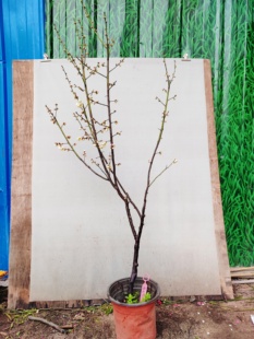 【湖西梅园】12原生雨山玉蝶梅花扦插五年老桩盆养熟桩一物一拍