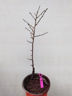 【湖西梅园】5梅接黄金鹤梅花四年老桩盆养熟桩精品新品一物一拍