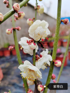 【湖西梅园】原生紫蒂白梅花扦插五年老桩盆养熟桩老盆口满树花苞