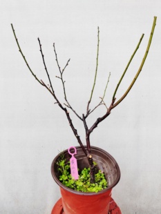 【湖西梅园每日特价】5原生黄山玉蝶梅扦插四年老桩熟桩一物一拍