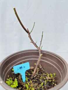 【湖西梅园】2原生三轮玉蝶梅扦插三年苗熟桩微盆精品一物一拍