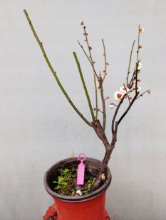 【湖西梅园】18原生雨山玉蝶梅花扦插五年老桩盆养熟桩一物一拍