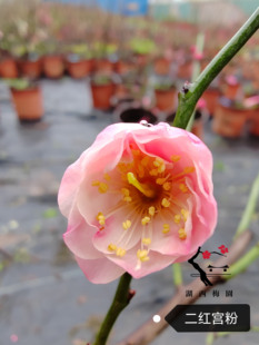 【湖西梅园】原生二红宫粉梅花扦插五年老桩盆养熟桩