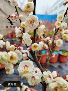 【湖西梅园】原生紫蒂白梅花扦插五年老桩盆养熟桩老盆口满树花苞