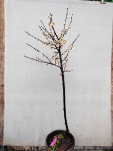 【湖西梅园】1原生淡晕宫粉梅扦插五年老桩盆栽熟桩高杆一物一拍