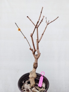 【湖西梅园】6红香妃腊梅四年老桩现挖生桩一物一拍带梅龟