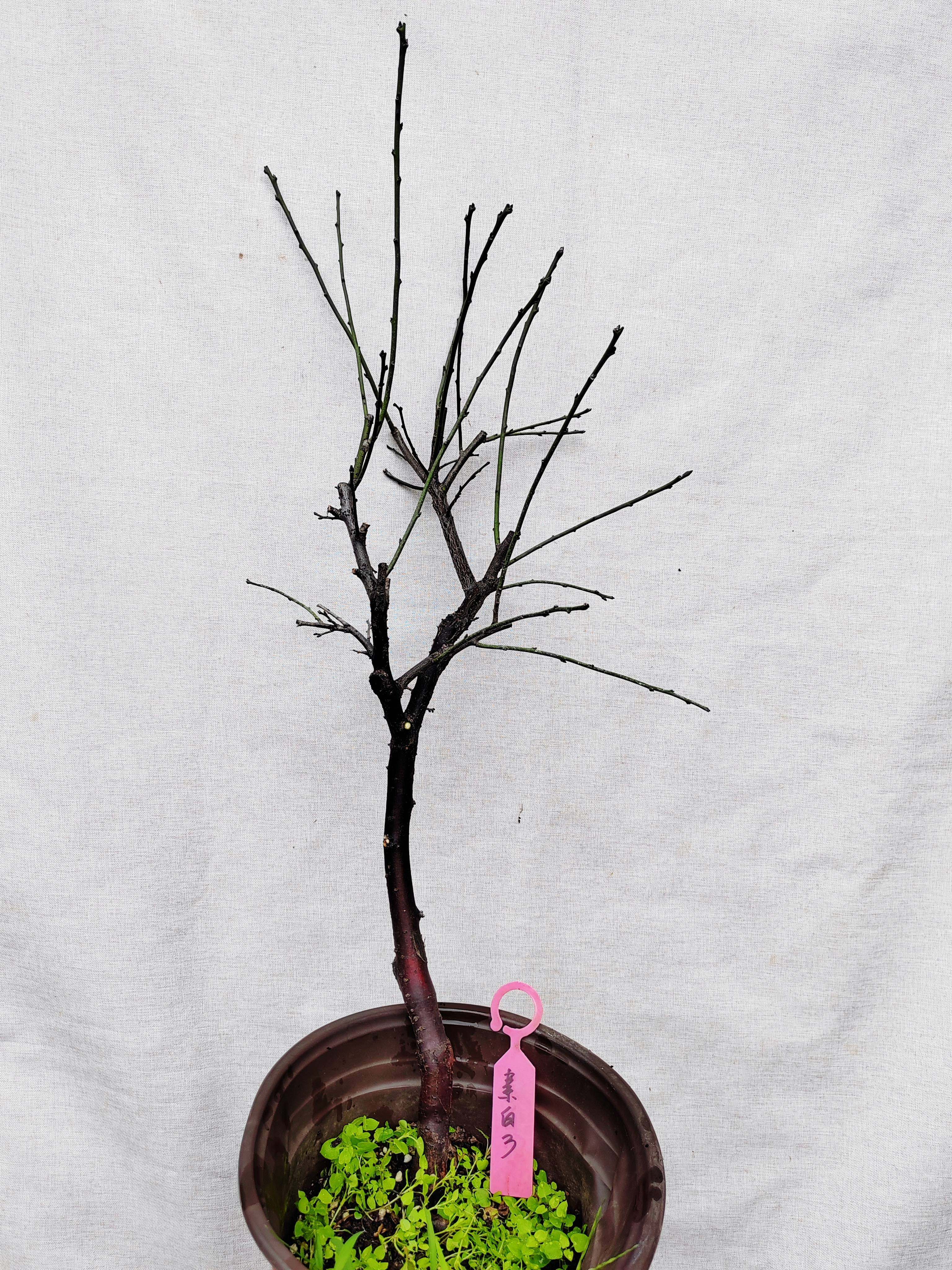 【湖西梅园】3原生素白台阁梅扦插五年老桩熟桩高杆精品一物一拍