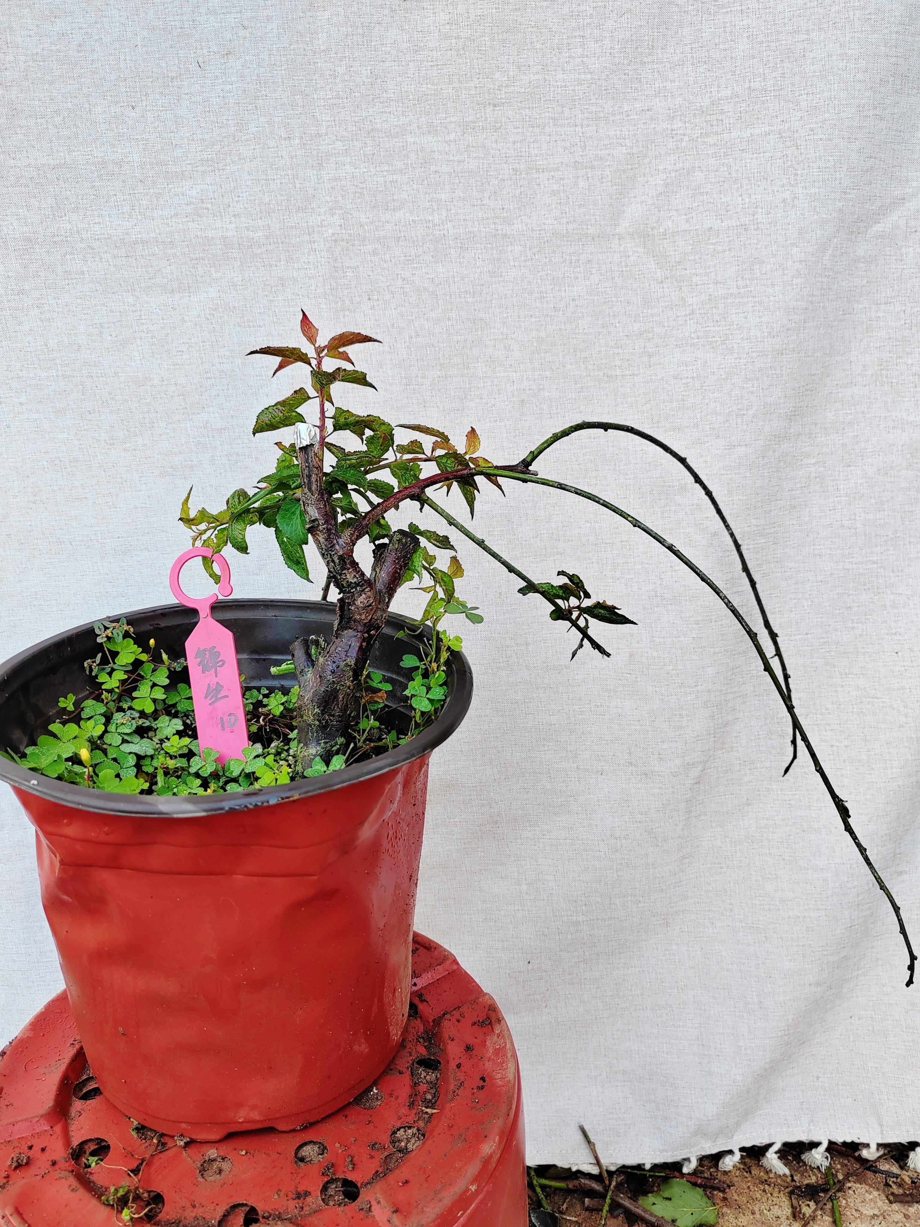 【湖西梅园】10梅接锦生垂枝梅花四年桩盆养熟桩精品一物一拍