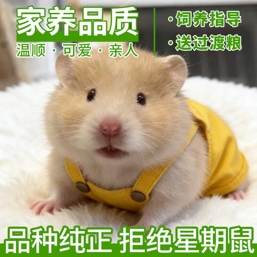 仓鼠活体金丝熊包活包邮家养小宠物银狐布丁奶茶情侣幼崽一对情侣