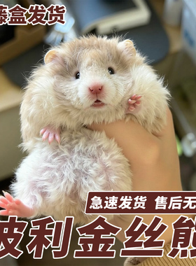 长毛金丝熊稀有卷毛波利家养小宠卷毛熊活体宠物纯银鸽灰肉桂仓鼠