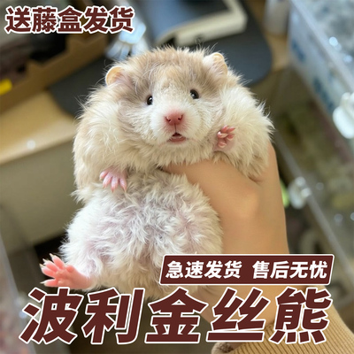 长毛金丝熊稀有卷毛波利家养小宠卷毛熊活体宠物纯银鸽灰肉桂仓鼠