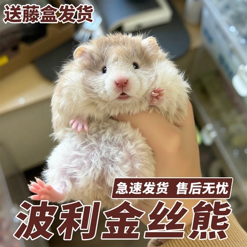 长毛金丝熊稀有卷毛波利家养小宠卷毛熊活体宠物纯银鸽灰肉桂仓鼠