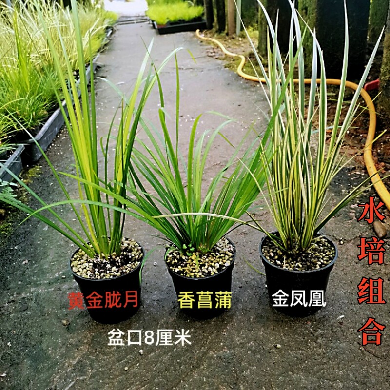 水培菖蒲组合盆栽金钱胧月黄金极姬贵船苔室内高档水养植物盆景花